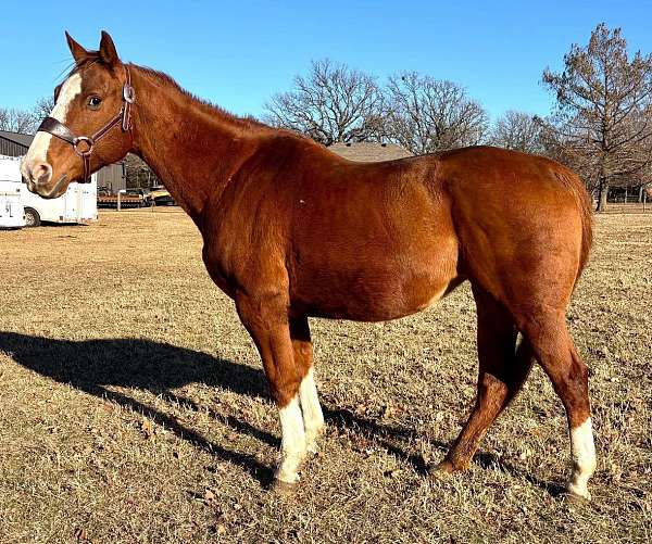 sorrel-white-ranch-work-horse