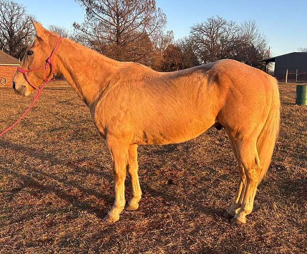 quarter-horse-gelding