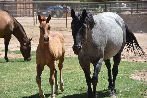 calf-roping-quarter-horse