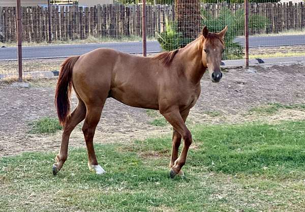 barrel-quarter-horse