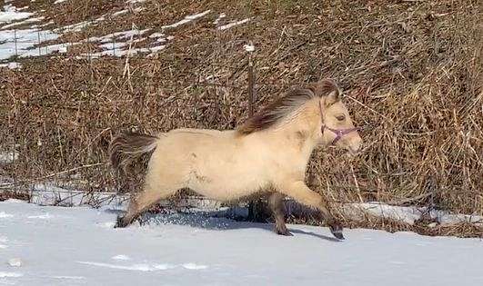 dun-traits-horse