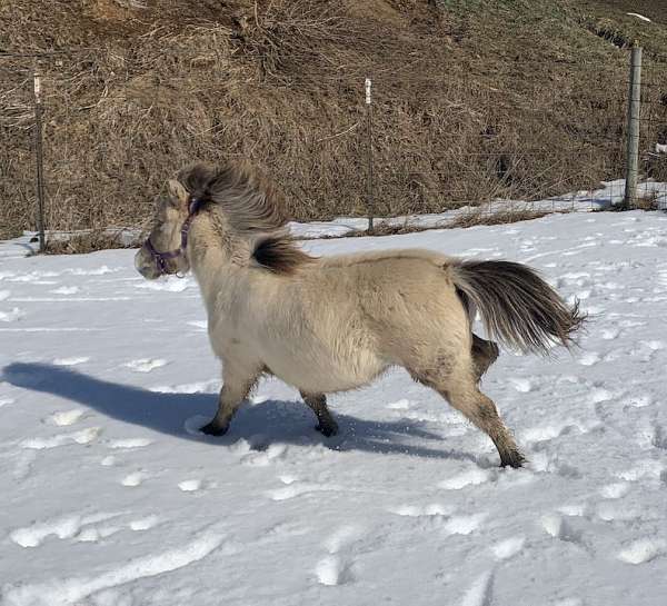 champagne-dun-traits-horse