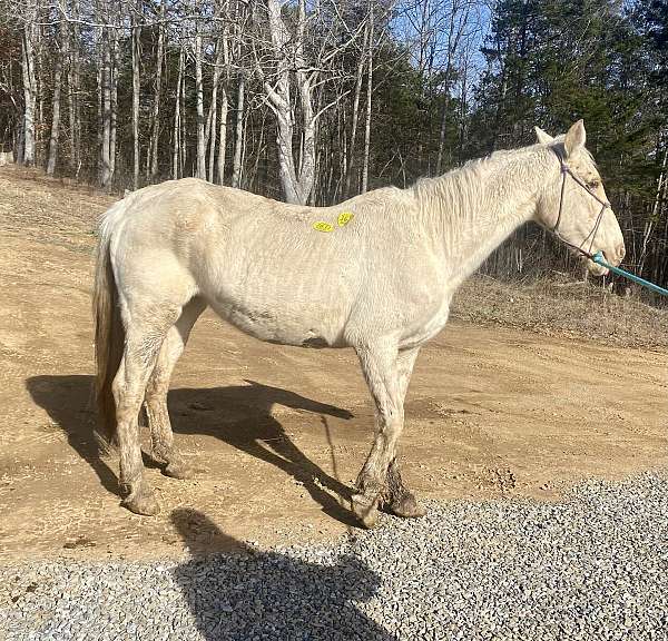cremello-kentucky-mountain-broodmare