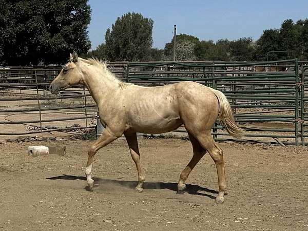 and-left-fore-sock-horse