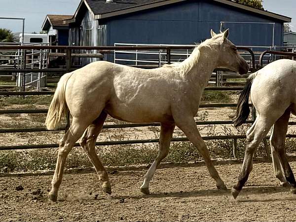palomino-left-fore-sock-horse