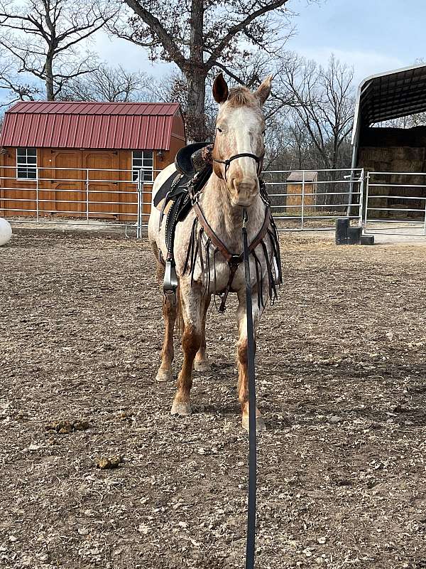appaloosa-horse