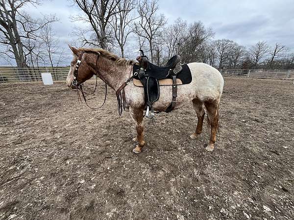 appaloosa-mare