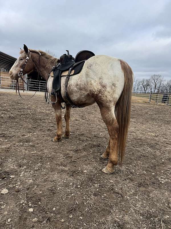 appaloosa-horse-for-sale