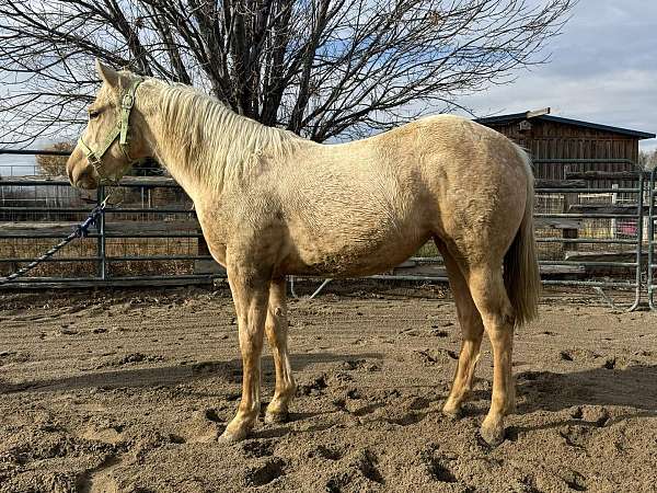 2024-quarter-horse