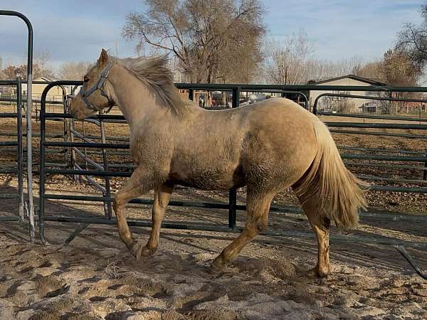 and-hoof-care-filly