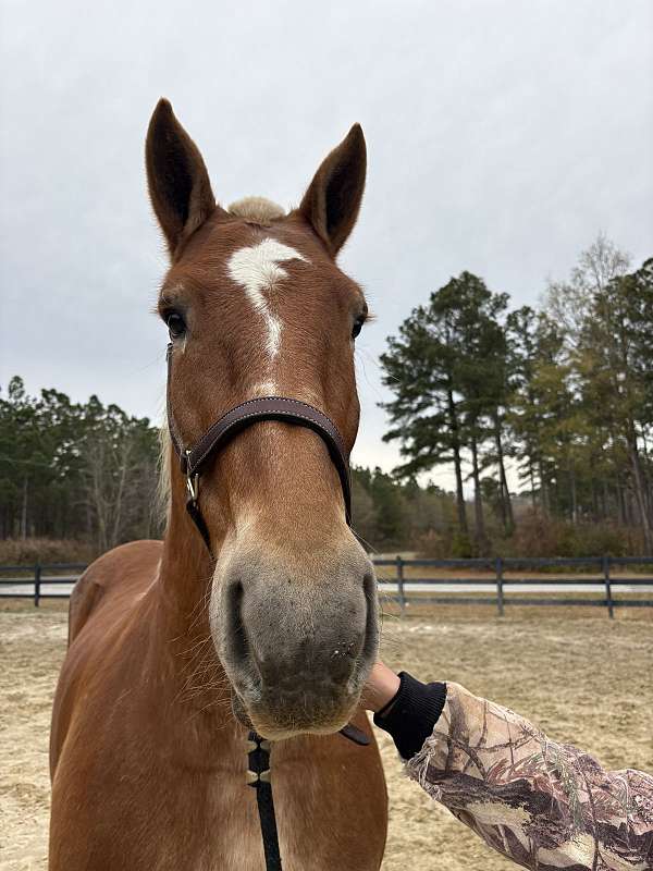 17-hand-belgian-mare