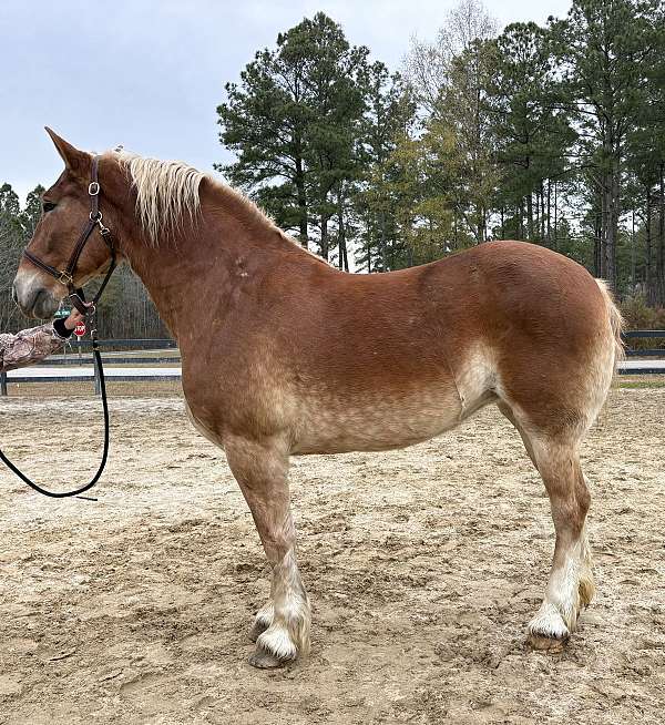 sorrel-belgian-mare