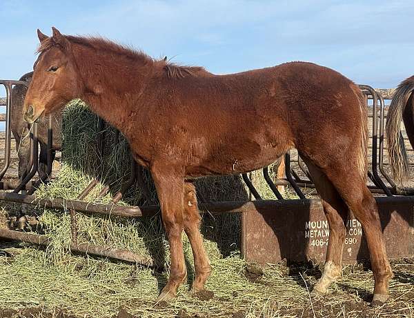 all-around-quarter-horse