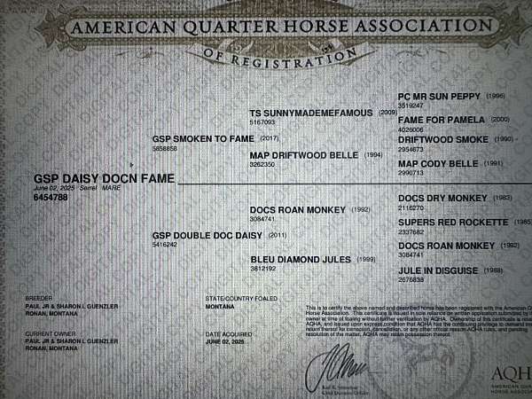 athletic-quarter-horse