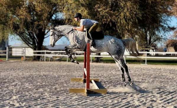 16-hand-thoroughbred-gelding