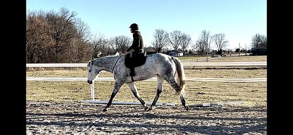 16-hand-thoroughbred-horse