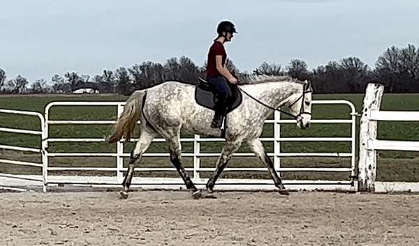 16-hand-gelding