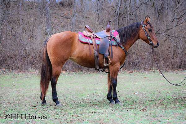 dun-western-ridin-horse