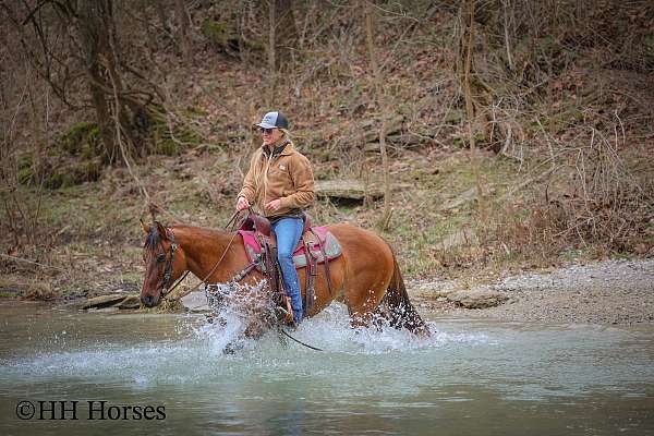 all-around-quarter-horse