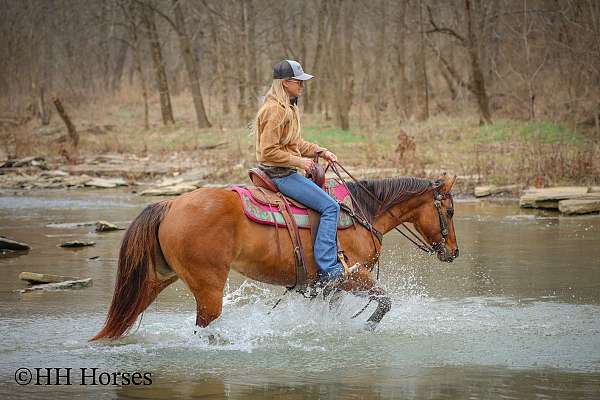 athletic-quarter-horse
