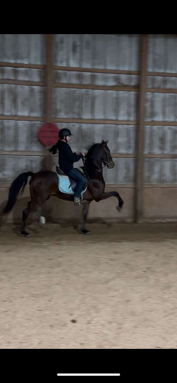 english-pleasure-morgan-horse