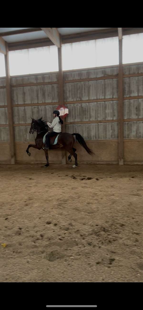 equitation-morgan-horse