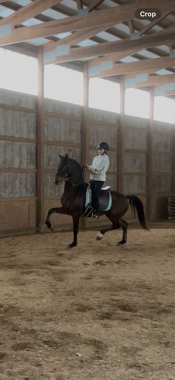 sidesaddle-morgan-horse