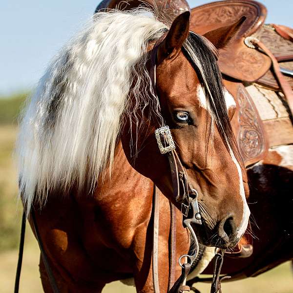 amazing-horse-paint