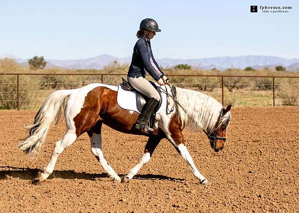 amazing-horse-gelding