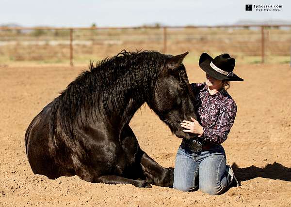 rare-horse-canadian
