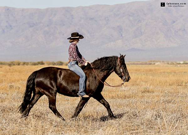safe-horse-canadian
