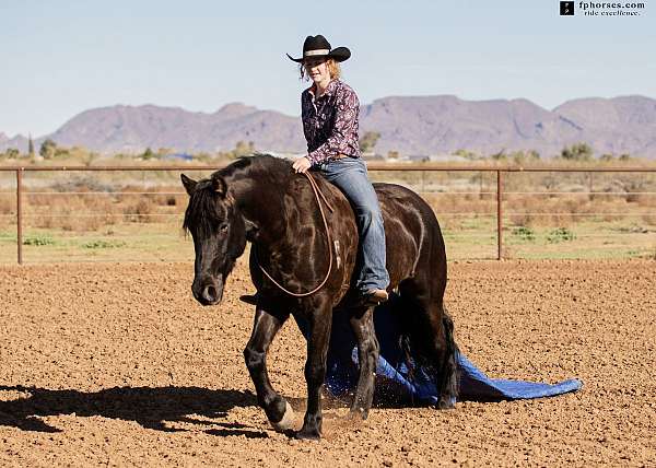 dressage-horse-canadian