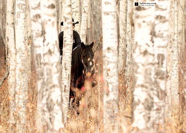 endangered-horse-canadian