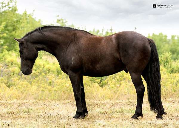 rare-breed-canadian-horse