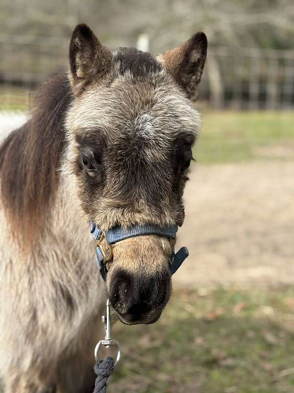 buckskin-overo-filly-for-sale