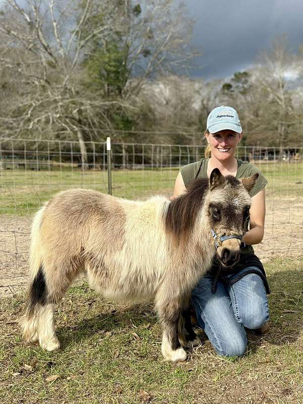 buckskin-overo-therapy-horse