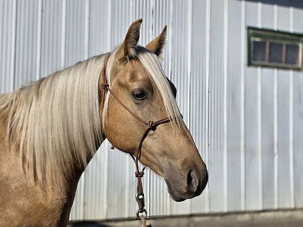 stallion-canadian-palomino-horse
