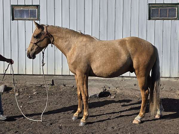 chocolate-palomino-canadian-gelding