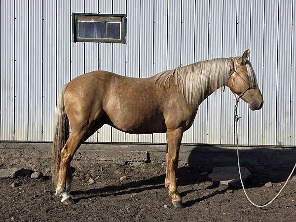 chocolate-palomino-canadian-mare