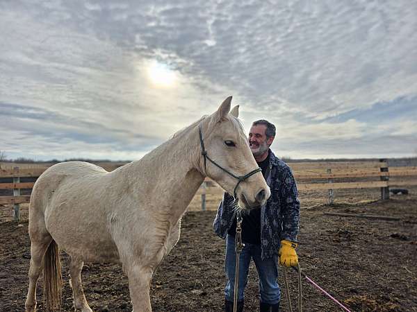 palomino-crtwh-mare
