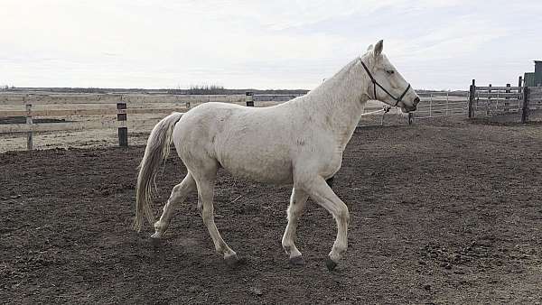 palomino-crtwh-horse
