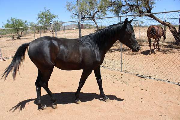 aladdinn-horse