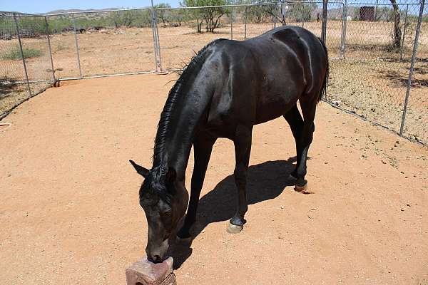 affordable-arabian-horse