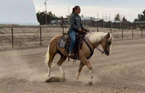 palomino-all-around-horse
