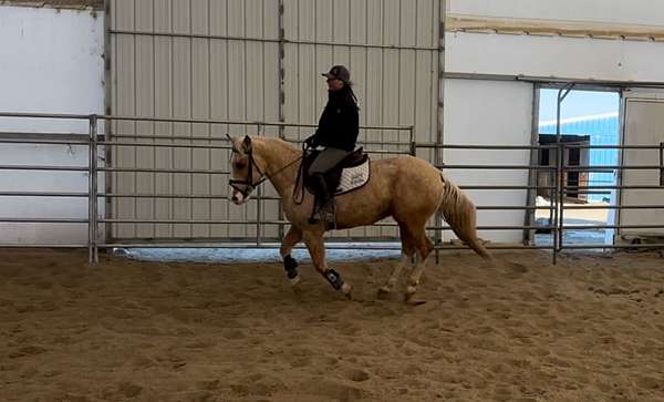 palomino-dressage-horse