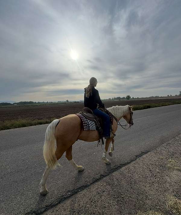 palomino-ranch-horse