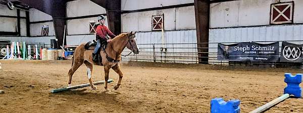 all-around-quarter-horse
