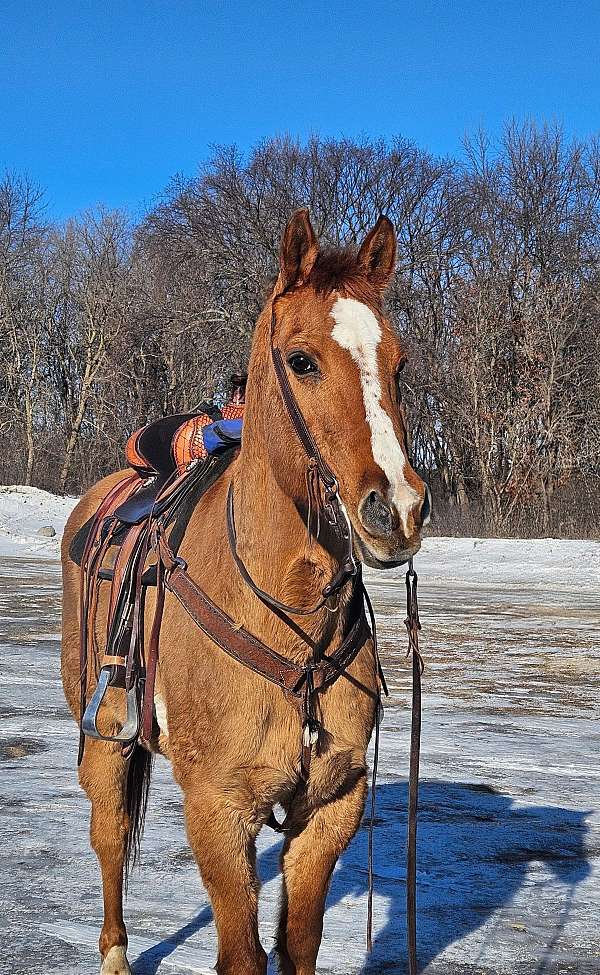 athletic-quarter-horse