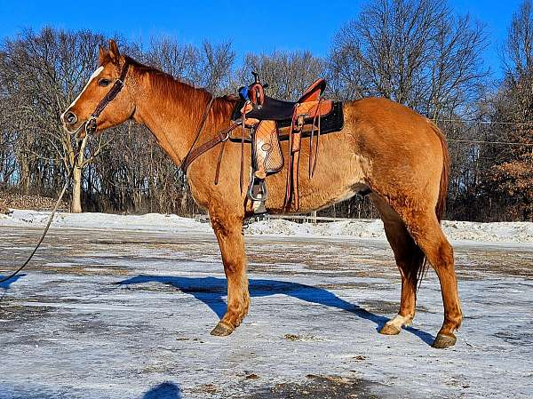 barrel-quarter-horse