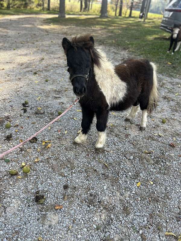 miniature-filly